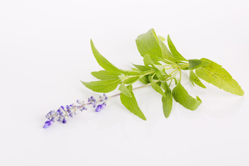 Poster - Lavender flower over white