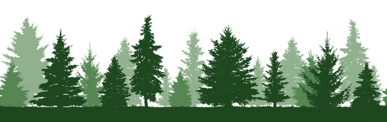 Wall Mural - Seamless pattern of forest fir trees silhouette. Coniferous green spruce. Vector