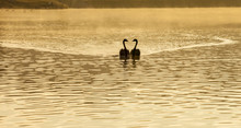Sunrise In Early Morning At Pang Ung Lake With Swans (Cygnus Atratus) Swiming In The Water At Pang Ung Mae Hong Son,Thailand