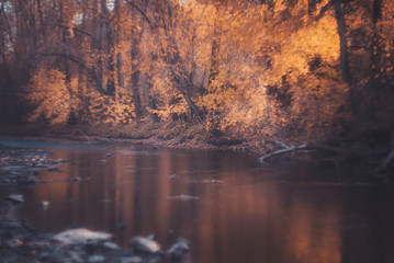 autumn on the river, yellow leaves floating on water