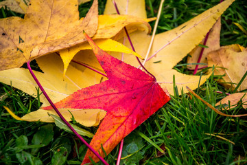 colorful red and yellow leaves falls on the ground