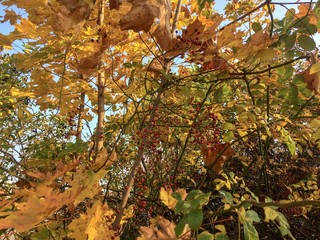 bush with red berries, yellowed leaves, branches against a background of clear sky