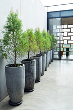 Cement Wall Decoration With Small Trees In Pot Plant, Modern House Decoration Tall Concrete Pots