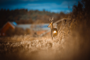 Roe deer