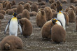 Breeding colony of King Penguins (Aptenodytes patagonicus) at Volunteer Point in the Falkland Islands. Adults and nearly full grown chicks. 