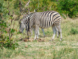 Fototapeta Sawanna - African zebra in natural habitat
