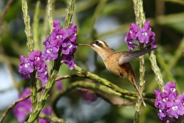 Wall Mural - Stripe-throated Hermit - Phaethornis striigularis, hovering next to violet flower in garden, bird from mountain tropical forest, Costa Rica, natural habitat, beautiful hummingbird, wildlife, nature, f