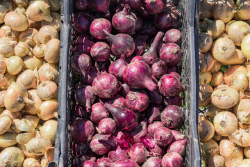 top view of fresh harvested onion bulbs in plastic crate