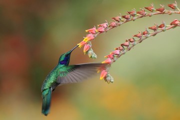 Wall Mural - Green violetear, Colibri thalassinus, hovering next to red flower in garden, bird from mountain tropical forest, Savegre, Costa Rica, natural habitat, beautiful hummingbird, colourful background