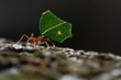 Leaf-cutter Ants - Atta cephalotes carrying green leaves in tropical rain forest, Costa Rica, black background