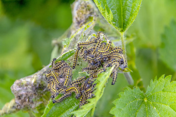 Poster - Small tortoiseshell caterpillars