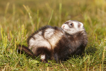 Dark sable ferret on summer meadow enjoying their game