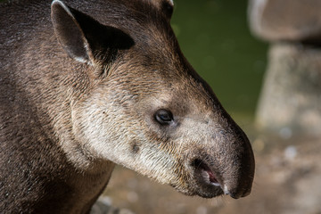 Wall Mural - Anta Brasileira / South America Tapir (Tapirus terrestris)