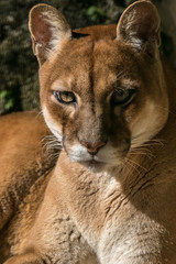 Wall Mural - Onça Parda / Puma (Puma concolor)