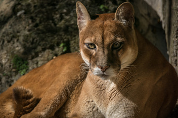 Wall Mural - Onça Parda / Puma (Puma concolor)