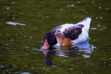 Poster - duck swimming