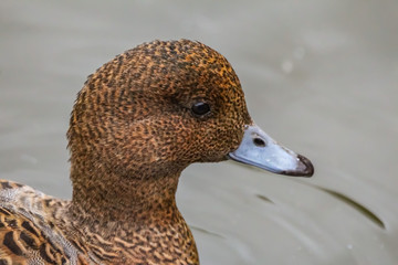 Wall Mural - duck swimming