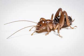 jerusalem cricket macro close up