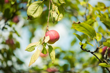 Wall Mural - Growing apples in an environmentally friendly environment