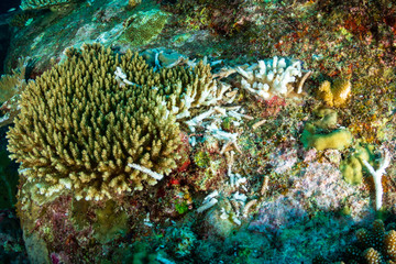  Bleached and broken hard corals on a damaged tropical reef