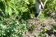 © vvoe - peasant digs potato bush in vegetable garden