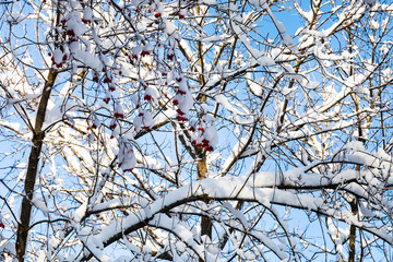 Poster - snow-covered hawtorn tree in sunny winter day