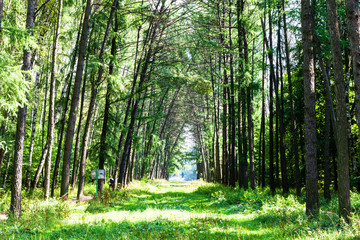 green larch alley in park on sunny summer day