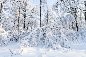 Poster - snowy woods in forest park in winter morning