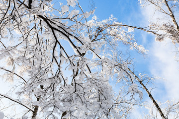 Sticker - bottom view of snow-covered trees in forest park