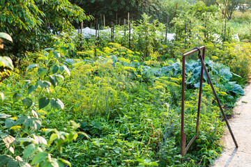 Sticker - rural vegetable garden after rain in summer