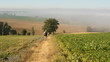 © Zoe - Field with a central track going to a tree and people and pilgrims walking the Camino de Santiago