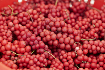 Canvas Print - Schisandra Fruit 