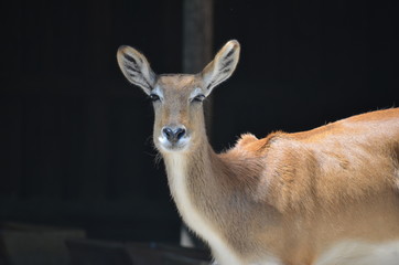 Wall Mural - sun day wild deer  animal  antelopes