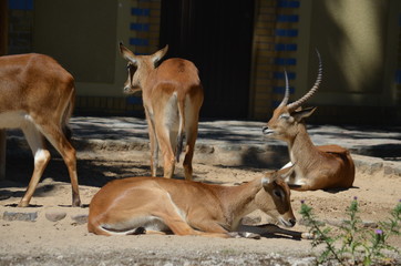 Wall Mural - sun day wild deer sleep animal  antelopes