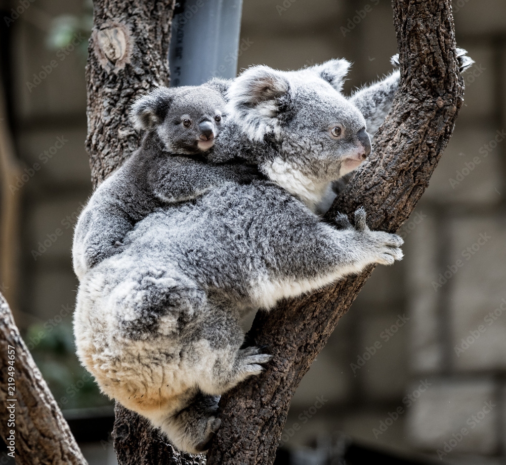 コアラ親子 Stock Photo | Adobe Stock