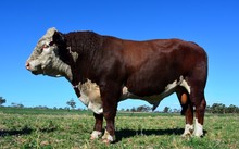 Cattle Portrait