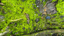 Zoom Blast Green Moss On Stone Texture, Background