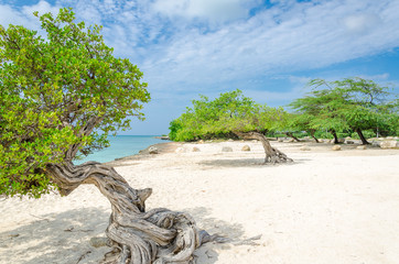 Wall Mural - famous Divi Divi tree which is Aruba's natural compass