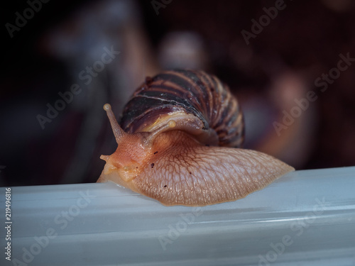 Zdjęcie XXL Duży ślimak pełznie na świeżym powietrzu