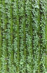 Wall Mural - Green leaves and moss Growth and arranged in a pattern