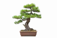 Green Pine Bonsai Isolated