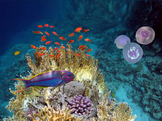 Wall Mural - Klunzinger wrasse. Red Sea