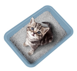 Sticker - Cat sitting in litter box isolated top view