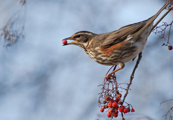 Redwing (Turdus iliacus) on the branch of mountain ash 