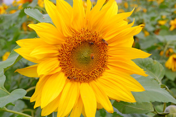 Wall Mural - Blooming Sunflowers in a farm field at countryside in Taiwan