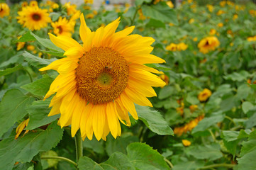 Wall Mural - Blooming Sunflowers in a farm field at countryside in Taiwan