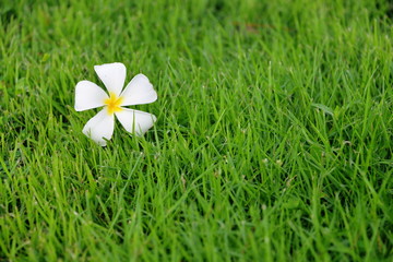 The plumeria flowers on green grass background. Fresh and relax photo