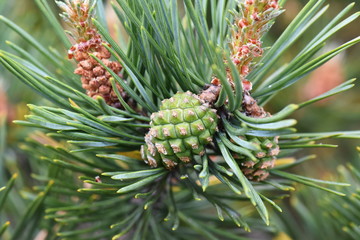 Closeup on pine branch with male and female cone