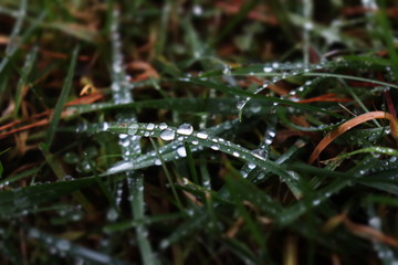 Raindrops