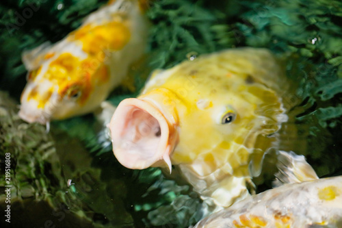 Zdjęcie XXL Wielokolorowe ryby karp na powierzchni wody